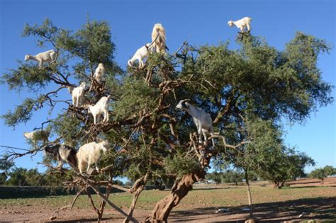 Can Goats Climb Trees? - Goat Owner