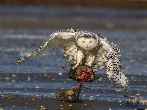 How Do Snowy Owls Get their Food?