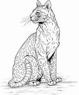 Free Leopard Coloring Pages sketch template