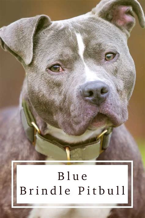 American Blue Brindle Pitbull – KeepingDog