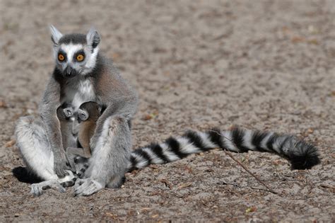 Ring Tailed Lemur Babies Born In Debrecen Zoo Hungary Today