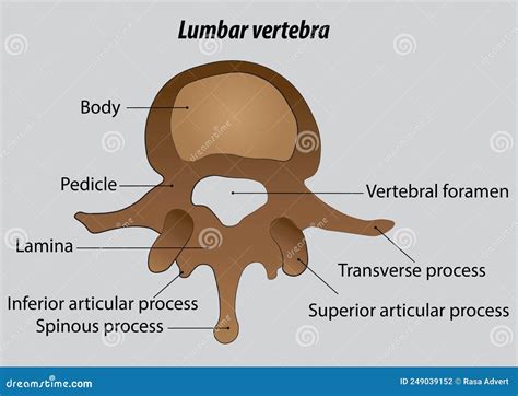 Lumbar Vertebra Labeled Vector Drawing Illustrations Stock Vector - Illustration of biology ...