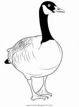 Canada Goose Coloring Page For Kids  Free Swans And Geese Printable sketch template