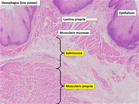 Esophagus Histology