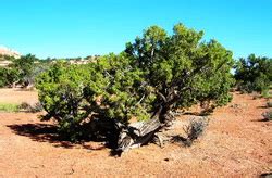 Plants - Arabian Desert