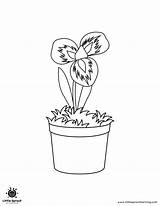 10 Beautiful Flower Coloring Pages  Little Sprout Art sketch template