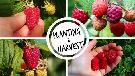 Growing Raspberries from Planting to Harvest - YouTube