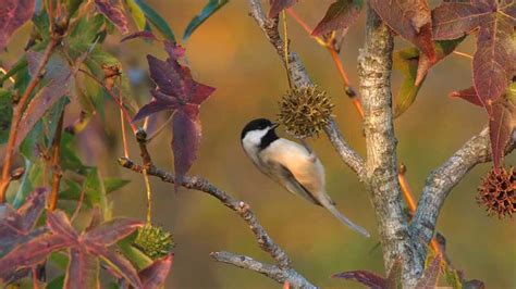 Inside Birding: Understanding Behavior | Bird Academy • The Cornell Lab