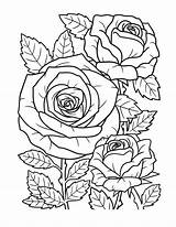 Free Coloring Pages Of A Rose At Viizacharyblog Blog sketch template