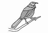 Tui Zentangle No Prep Coloring Page By Pooley Productions  TPT sketch template