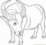 Buffalo Coloring Page  Free Pages ColoringPages101com sketch template