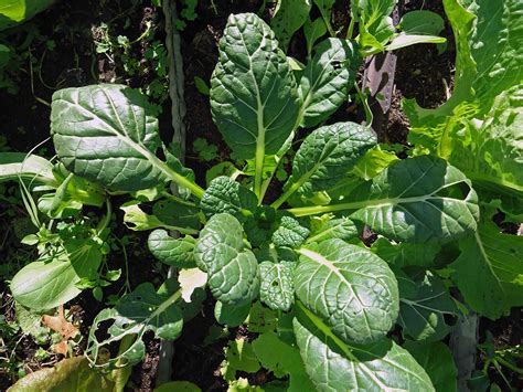 Greenhouse and Veggies in Winter - Centex Cooks