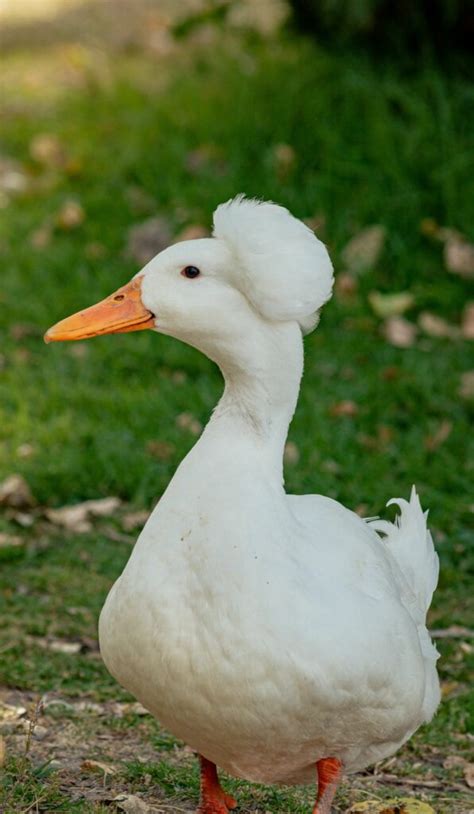 Crested Duck Breed: Appearance, History, and Care - Know Your Chickens