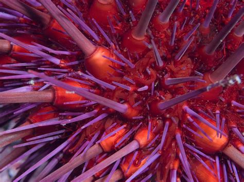 Pin by kirsten kleis on Nature | Sea urchin pictures, Purple sea urchin, Sea creatures