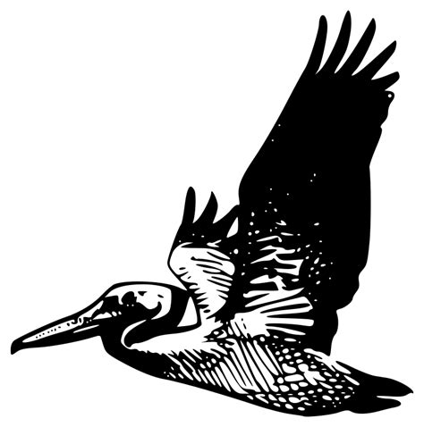 Free clip art "Flying pelican" by molumen