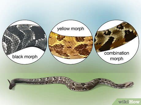 How to Identify a Timber Rattlesnake: 11 Steps (with Pictures)