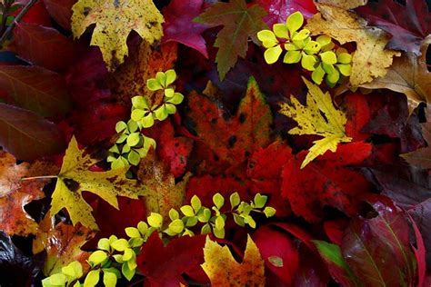 Fall Foliage Leaves | Fall foliage leaves in a decorative na… | Flickr