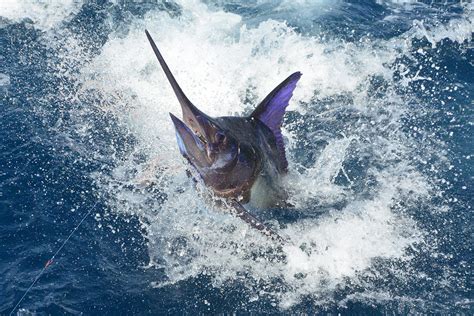 Top 7 Billfish Destinations Around the World