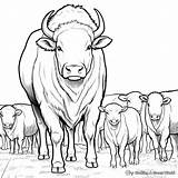 Bison Coloring Pages  Free & Printable sketch template