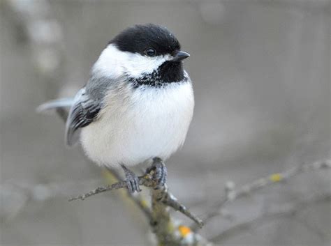 Mountain Chickadee Guide: How Much Do You Know About Them? - Birding Insider