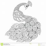 Peacock Coloring Pages Hurry Pictures Of Peacocks To Color  sketch template