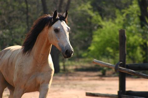 16 Top Safari Horses in Africa - Aardvark Safaris