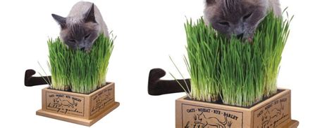 Kitty's Garden - Organic Cat Grass Kit | The Green Head