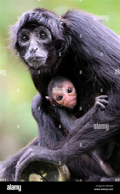 Brown headed spider monkey ´ateles fusciceps mother with baby, captive ...