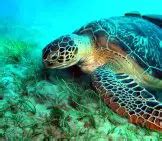 Sea Turtle - Description, Habitat, Image, Diet, and Interesting Facts