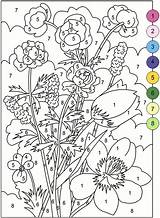 Number Color Sheets Printables sketch template