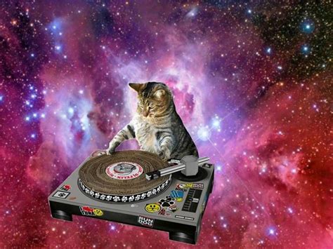 Pin by 𝕯𝖆𝖑𝖞 𝕾𝖊𝖛𝖊𝖓𝖋𝖔𝖑𝖉 on Space Cats | Neon cat, Galaxy cat, Cat wallpaper