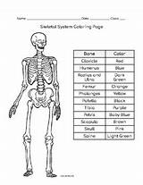 Skeletal System Coloring Sheet By Mrs Lee Classroom  TPT sketch template