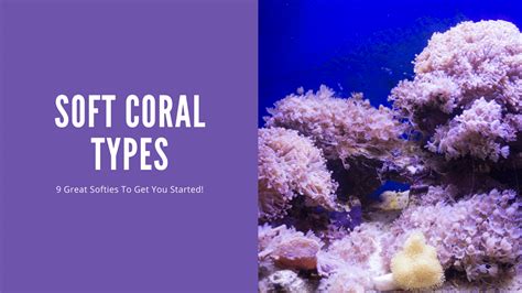 These 9 Great Soft Coral Types Looking Amazing! - AquariumStoreDepot