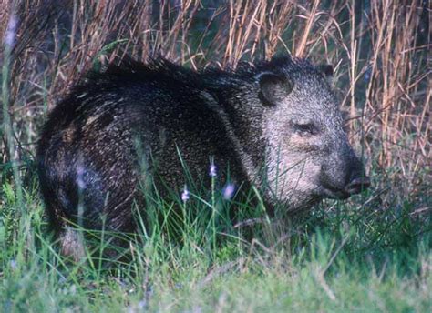 Peccaries