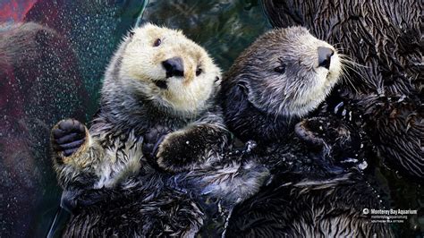 Southern sea otters | Wallpapers | Monterey Bay Aquarium