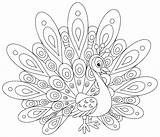 Peacock coloring page For Children  Coloring Pages sketch template