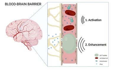 Increasing blood-brain barrier permeability with Acoustic Cluster Therapy (ACT®) to enhance drug ...