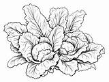 Lettuce Leaves For Coloring  Page sketch template