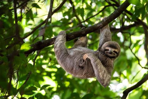 17 Sloth Facts - Fact Animal