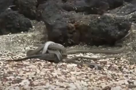 Video of iguana escaping snakes wows netizens | ABS-CBN News