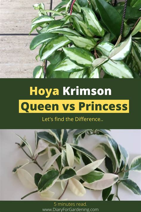 Hoya Krimson Queen vs Princess {Confusion Solved!} | Hoya plants ...