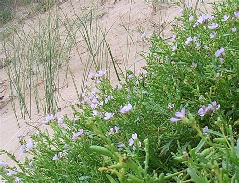 Coastal Plants Identification at Aberdeen on 24 July 2019 - NESBReC