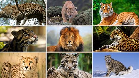 When is a big cat not a “Big Cat”? | Wildlife Coexistence Lab