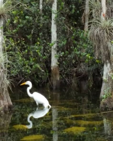 Florida swamps | Swamp, Animals, Tree