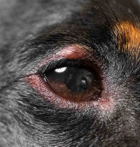 14 Pictures of Dog Eye Infections [With Vet Advice]