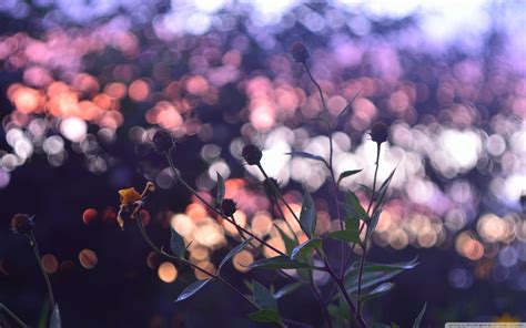 Bokeh Flower Wallpapers - Top Free Bokeh Flower Backgrounds ...