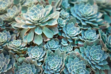 Echeveria plant stock photo. Image of grow, exterior - 70314278