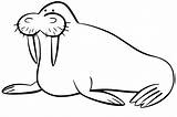 Pretty Walrus Coloring Page  Free Printable Pages For Kids sketch template