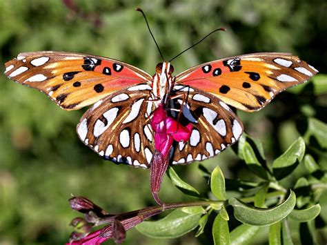 The Intricate World of Butterfly Specks – Hyaenidae