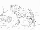 Fur Trapper Free Coloring Pages Sketch Page sketch template